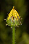 Variableleaf sunflower